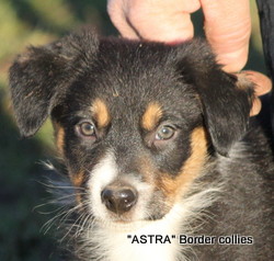 Tricolor, Female, medium coated, border collie puppy